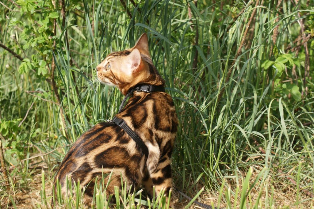 brown spotted bengal in Nova Scotia