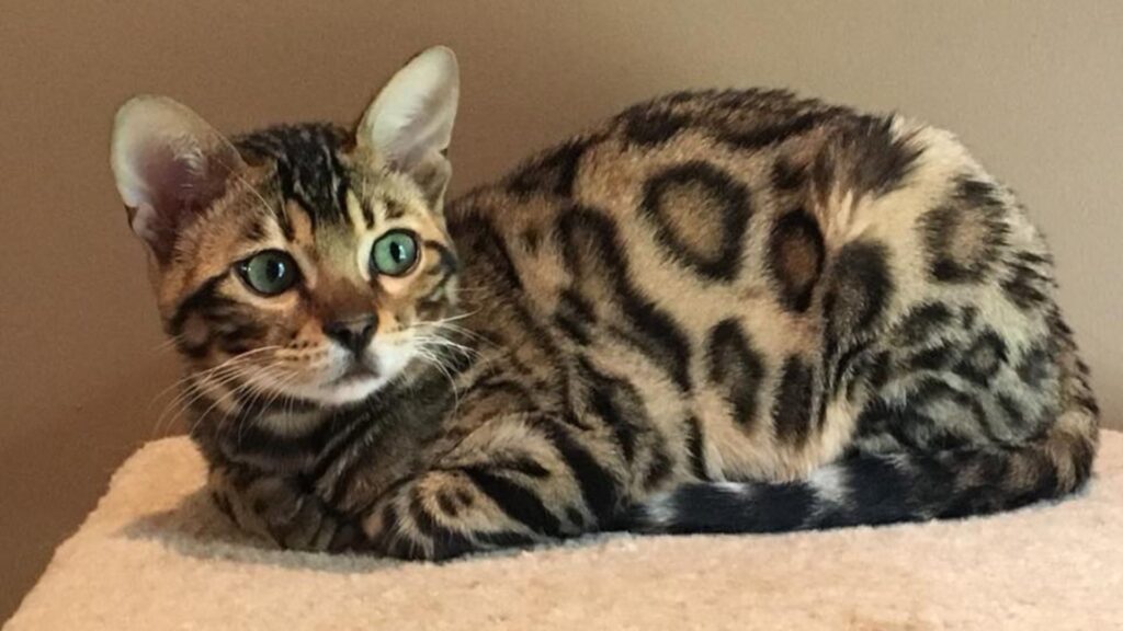 Bengal kittens for sale in Nova Scotia, Canada.