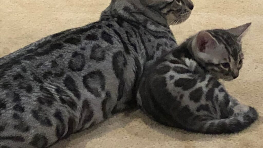 Buying a bengal kitten in Canada New Brunswick, Prince Edward Island, PEI and Newfoundland, Canada